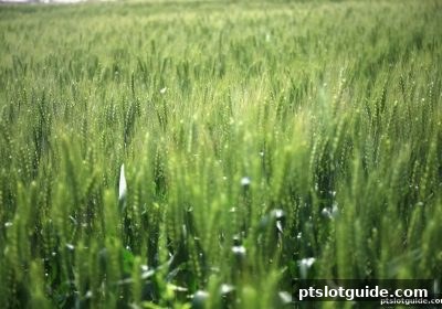 pt电子游戏签到机制与吞吐周期：深度解析高效玩法