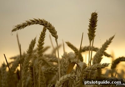 pt电子游戏玩家指南：幸运飞艇亏损补偿机制全面解读