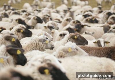 pt电子游戏百家乐实战攻略：借世界杯数据思维提升牌局胜率